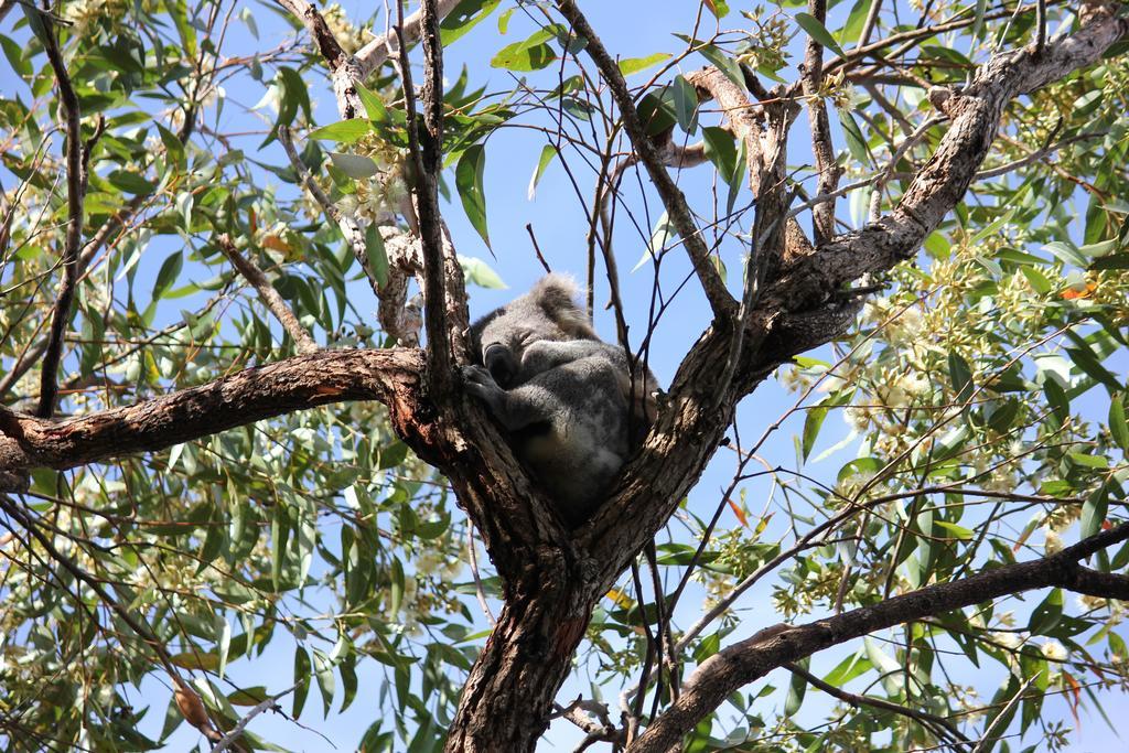 Koala Shores Holiday Park Lemon Tree Passage Ngoại thất bức ảnh